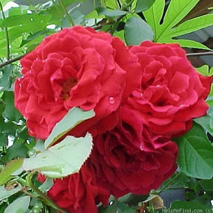Роза плетистая Don Juan (Large-Flowered Climber)