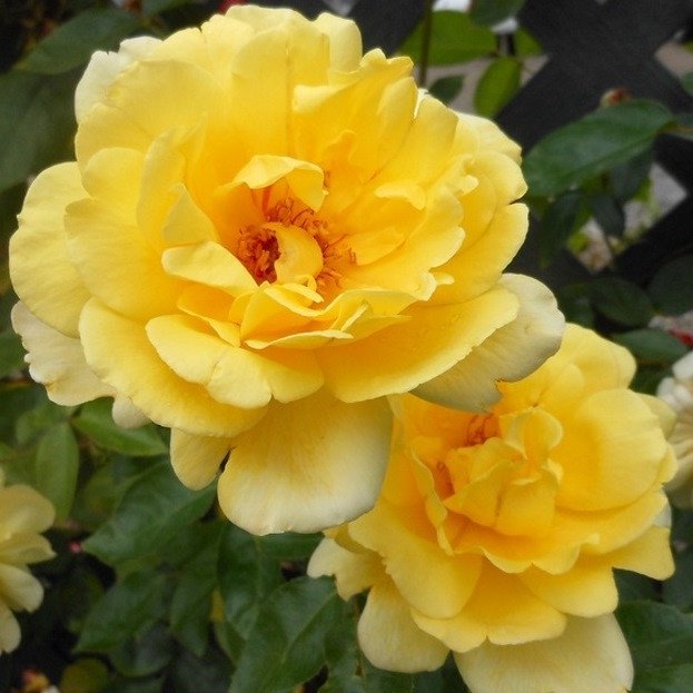 Роза плетистая Golden Showers (Large-Flowered Climber)