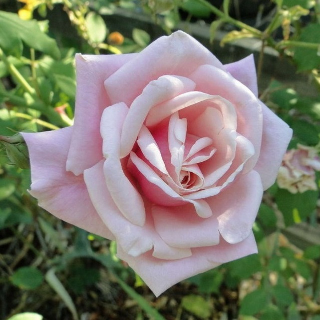 Роза плетистая Blossomtime