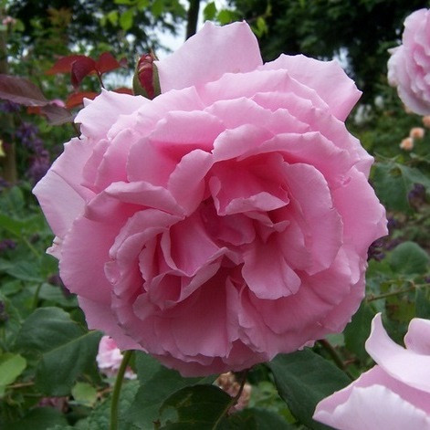 Роза плетистая STELLMACHER