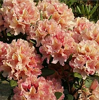 РОДОДЕНДРОН ГИБРИДНЫЙ БРАЗИЛИЯ (Rhododendron hybridum "Brasilia"),С3