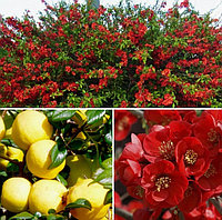АЙВА КРИМСОН ГОЛД (Chaenomeles superba Crimson and Gold) С2