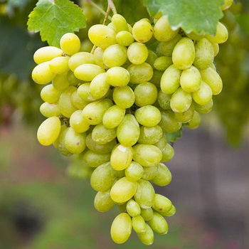 Саженец двухлетний сорта К-ш Столетие