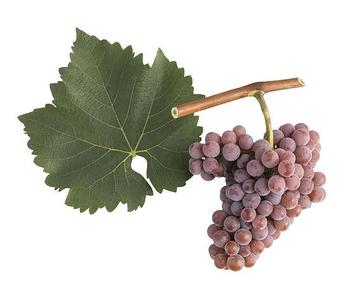 Саженец двухлетний сорта Совинье Гри