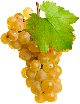 Саженец двухлетний сорта Шардоне