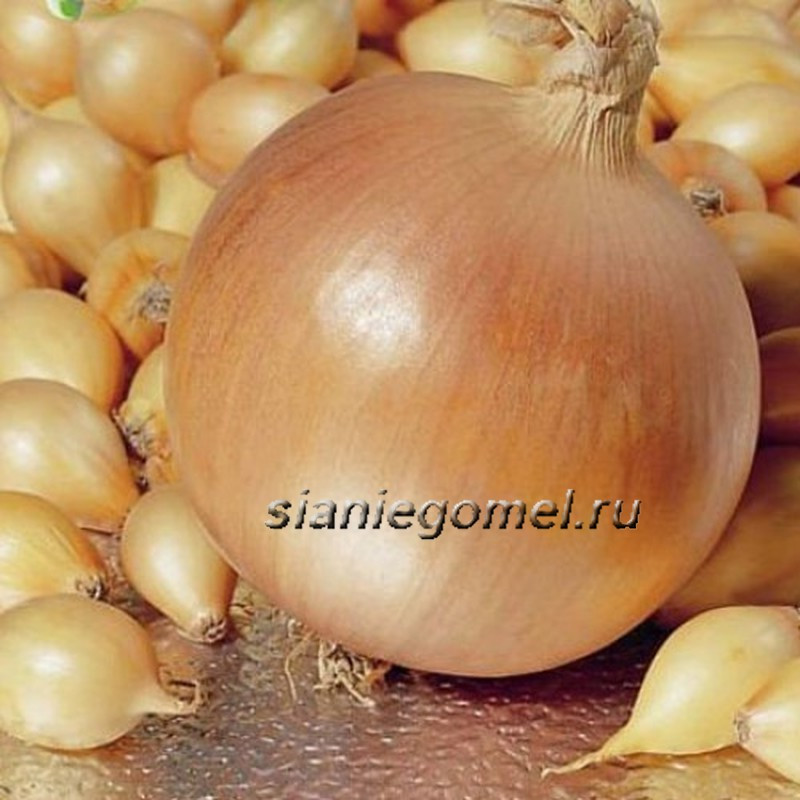 ГЕРКУЛЕС (лук-севок)