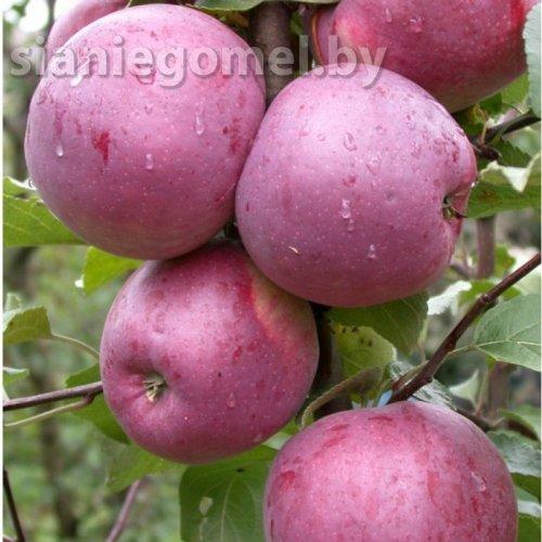 СЕСТРА ЛИБЕРТИ (Яблоня ЗКС)