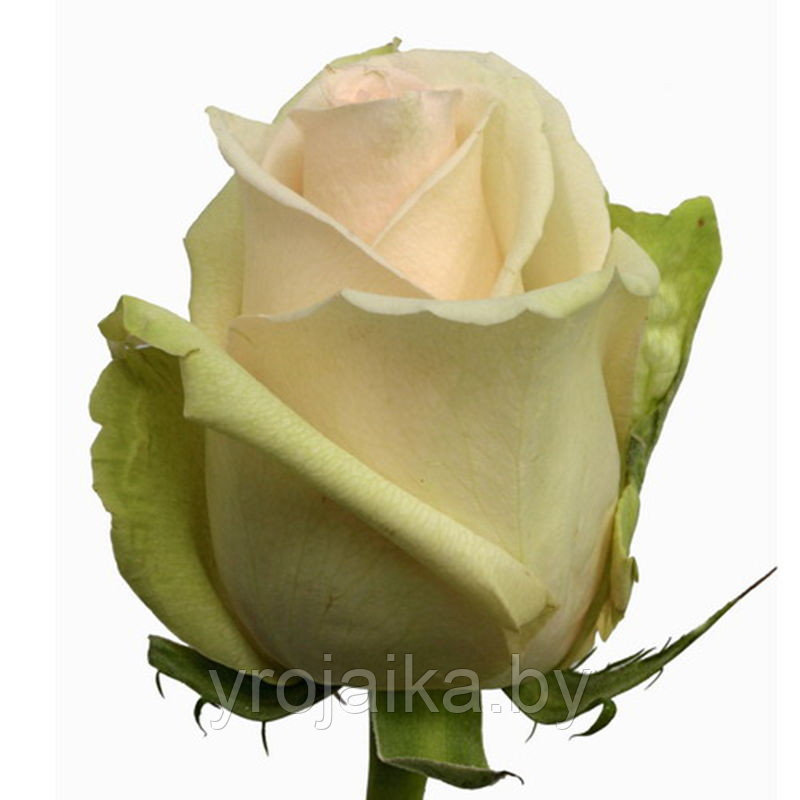 Кусты роз Ла перла №2 - фото 2 - id-p34249356