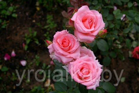 Кусты роз Ноболесс №45