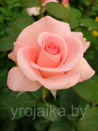 Кусты роз Ноболесс №45, фото 2