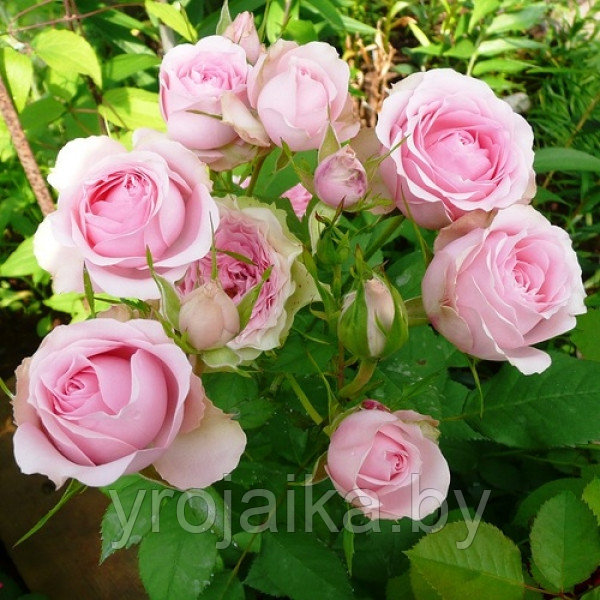 Роза сорт Мини эден №5 - фото 1 - id-p34250032
