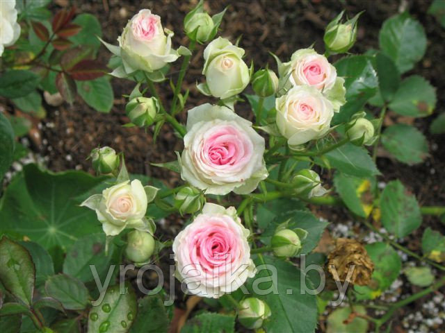 Роза сорт Мини эден №5 - фото 2 - id-p34250032