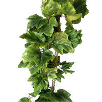 Лианы и каскадные растения