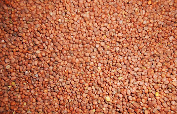 Семена редьки масличной