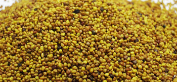 Семена клевера белого "Ривендел" Дания 1 кг