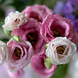 Правильный ПОСЕВ ЭУСТОМЫ: от семечка до цветущего куста