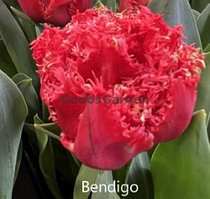 Тюльпан махровый бахромчатый Bendigo 11+ 3шт/уп