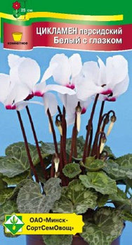Цикламен персидский Белый с глазком