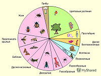 Определение видового состава членистоногих (насекомых)