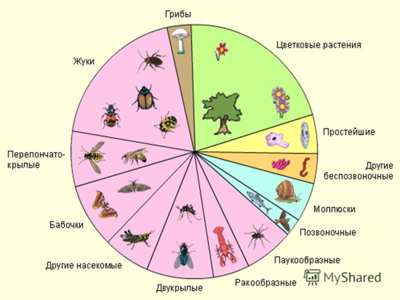 Определение видового состава членистоногих (насекомых) - фото 1 - id-p34477604