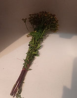 Пижма пучок для аккуривания