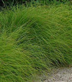 Осока гладконосая