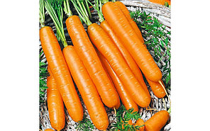 Семена моркови Самсон F1 2гр BEJO