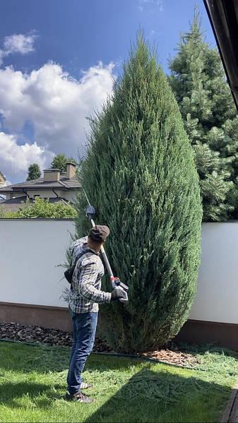 Стрижка живой изгороди , туй , кустарников +375336988582