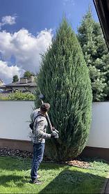 Стрижка живой изгороди , туй , кустарников +375336988582