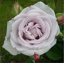 Роза спрей "Сильвер Лейс" (Silver Lace), С3