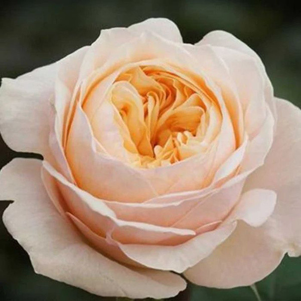 Роза чайно-гибридная "Викториан Пич" (Victorian Peach), С3