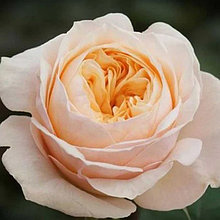 Роза чайно-гибридная "Викториан Пич" (Victorian Peach), С3