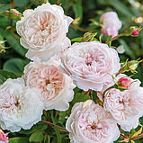 Роза английская "Клер Роуз" (Claire Rose), С3, фото 2