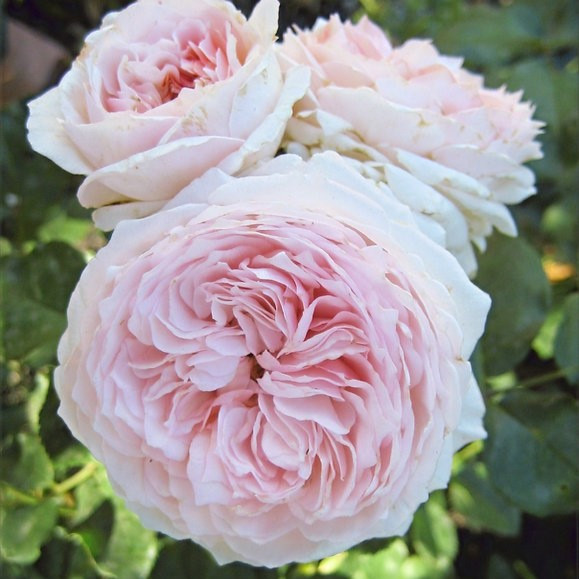 Роза английская "Клер Роуз" (Claire Rose), С3