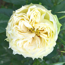 Роза спрей "Бланшетт" (Blanchette), С3