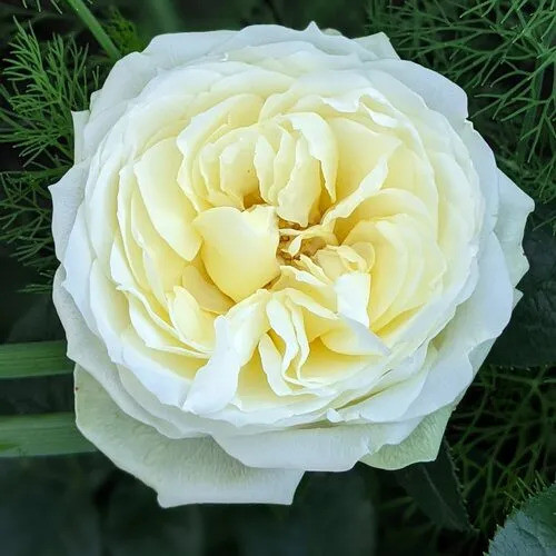 Роза чайно-гибридная "Уайт Пиано" (White Piano), С3