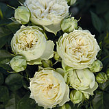 Роза чайно-гибридная "Уайт Пиано" (White Piano), С3, фото 2