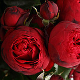 Роза чайно-гибридная "Ред Пиано" (Red Piano), С3, фото 3