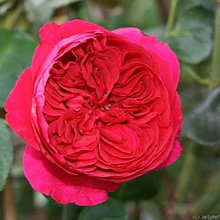 Роза шраб (парковая) "Ред Эден Роуз" (Red Eden Rose), С3