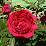 Роза шраб (парковая) "Ред Эден Роуз" (Red Eden Rose), С3, фото 2