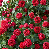 Роза шраб (парковая) "Ред Эден Роуз" (Red Eden Rose), С3, фото 3