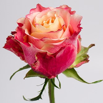 Роза чайно-гибридная "3Д" (Rose 3D), С3