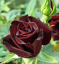 Роза чайно-гибридная "Блэк Баккара" (Black Baccara), С3