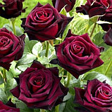 Роза чайно-гибридная "Блэк баккара" (Black Baccara), каперс, фото 2