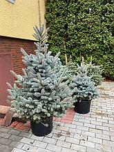 Ель колючая "Super Blue Seedling" h=160-180 см