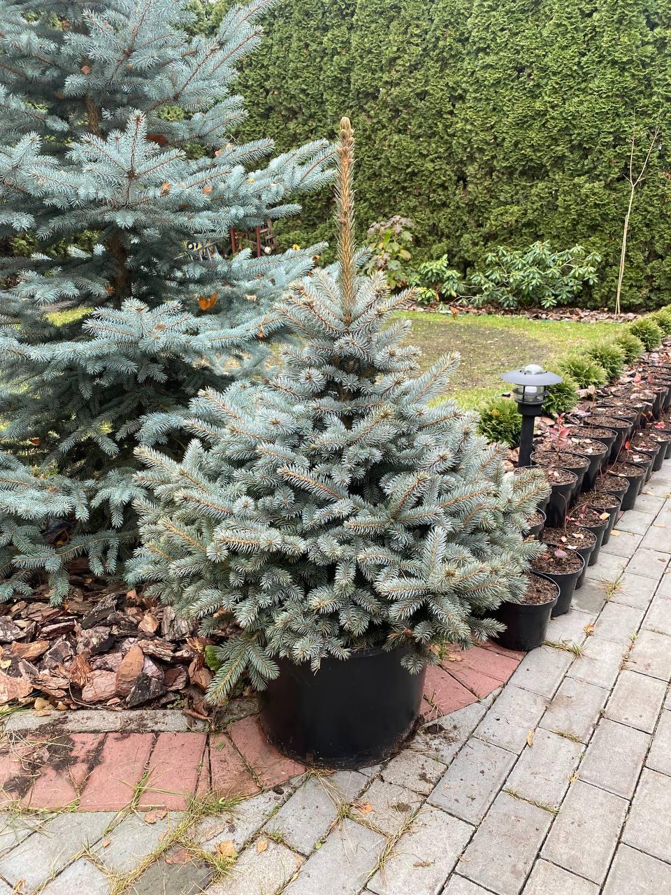 Ель колючая "Super Blue Seedling" h=90-100 см