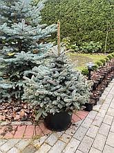Ель колючая "Super Blue Seedling" h=90-100 см