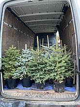 Ель колючая Picea pungens Glauca h=95-110 см