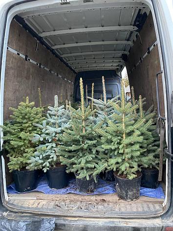 Ель колючая Picea pungens Glauca h=95-110 см, фото 2