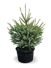 Ель колючая Picea pungens Glauca h=70-90 см